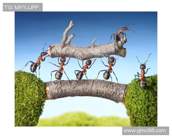 足球张馨的崛起之路：从草根到职业联赛的励志故事与奋斗精神